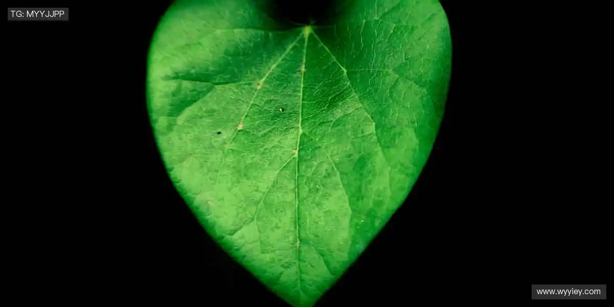 👕 球迷专属，个性定制！从球衣到潮 T，每一件都是你的主场战袍！